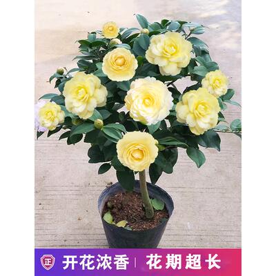 正黄旗茶花盆栽带花苞树苗 浓香花卉 庭院室外四季山茶花观花植物