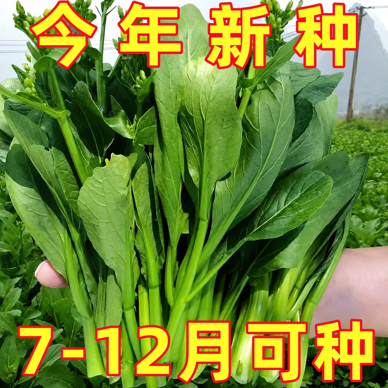 广东甜菜心种子四季油菜心青菜籽耐热大田农家阳台盆栽蔬菜种孑子