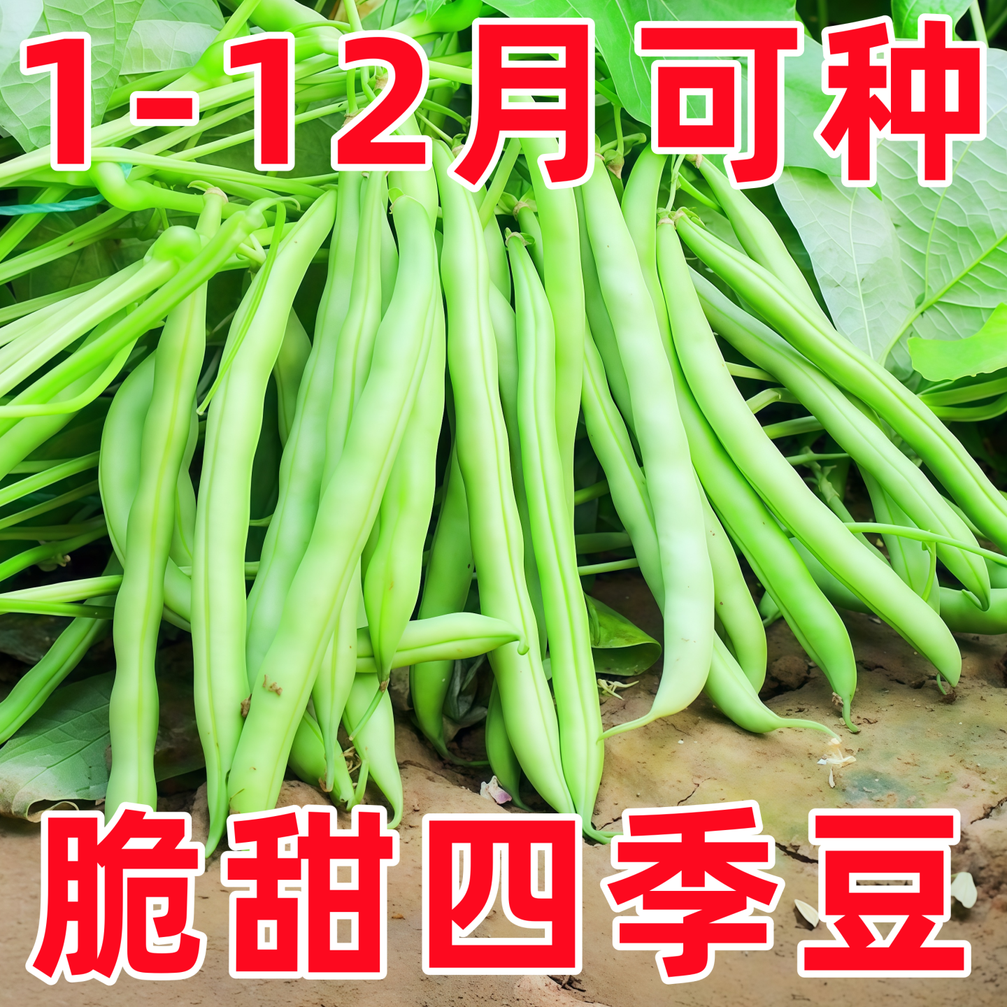 四季豆种子长豆角种籽豇豆架豆庭院阳台菜园子无架芸豆角种籽大全