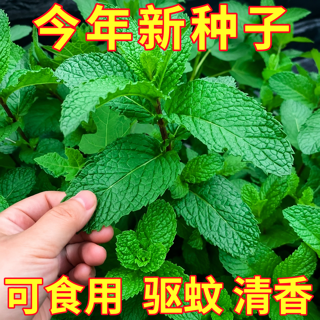 可食用薄荷种子驱蚊留兰香柠檬苗猫薄荷四季播种室内盆栽花种籽子