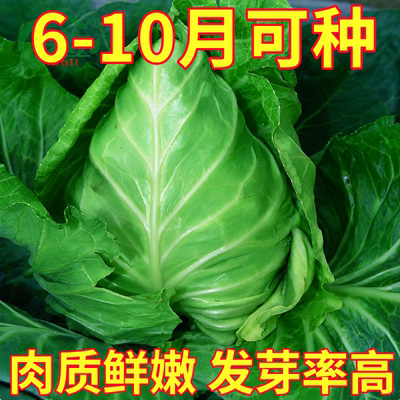 春丰甘蓝种子种籽苗秧牛心四季包菜包心菜卷心菜大头菜蔬菜孑菜种