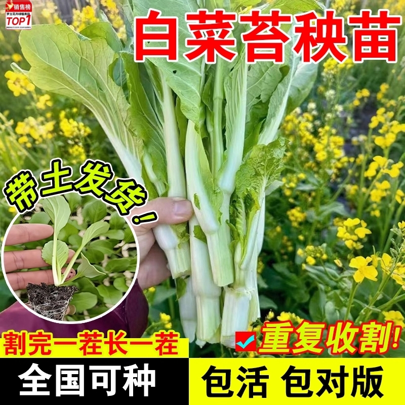 白菜苔苗四季蔬菜秧苗带土发货口感脆嫩白菜苔小院种植白菜苔秧苗