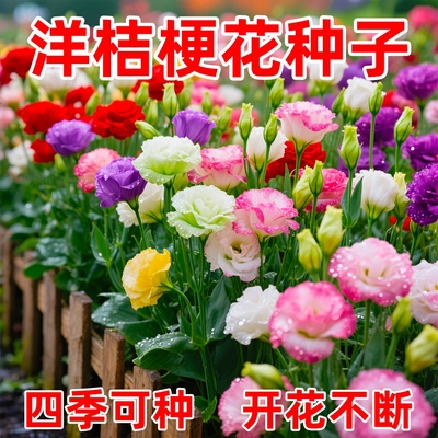 进口重瓣洋桔梗花种籽混色秋播花卉种籽子四季播种开花室内外花籽