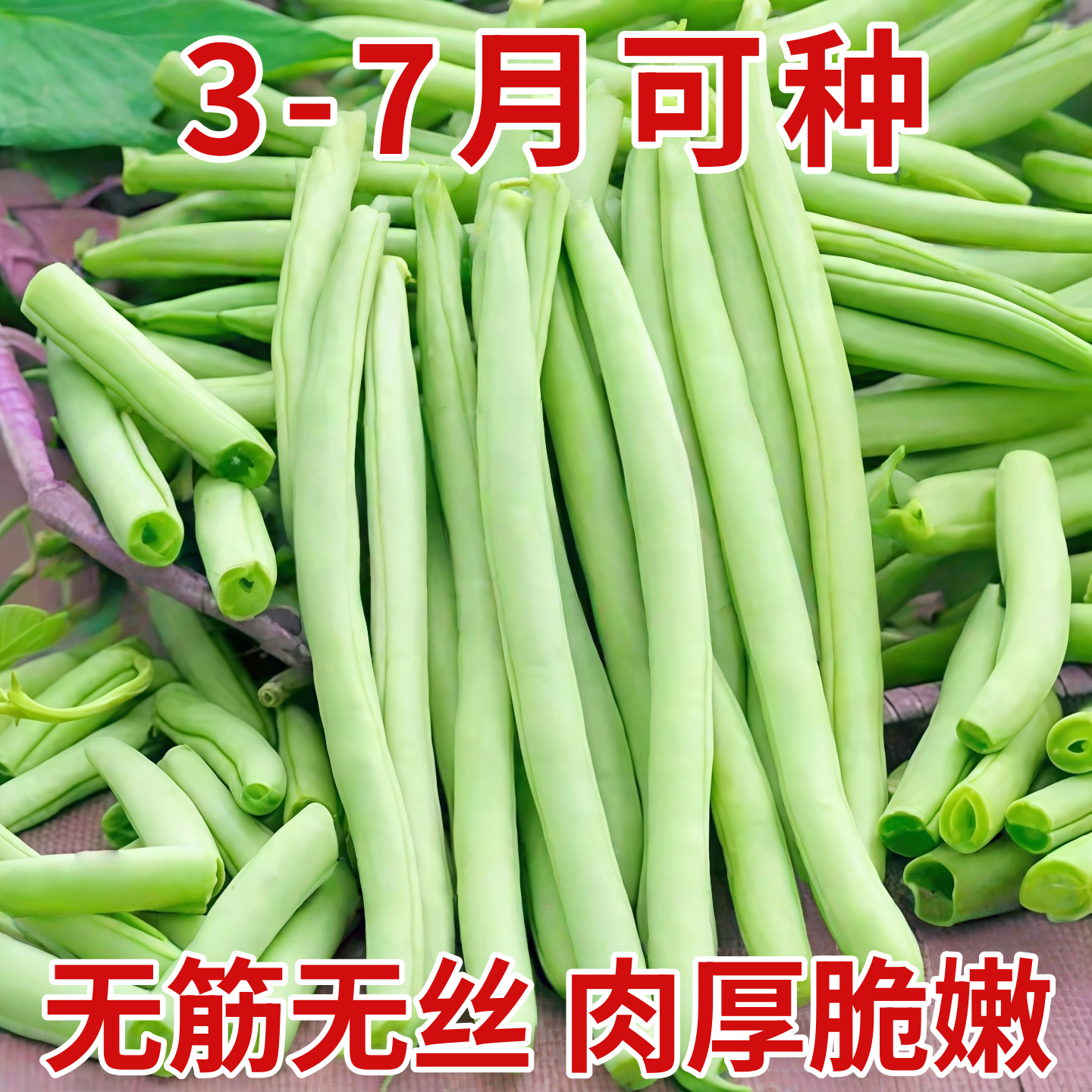 无架四季豆矮地豆种子早熟不爬藤短豆角菜豆种籽可阳台盆栽无筋豆