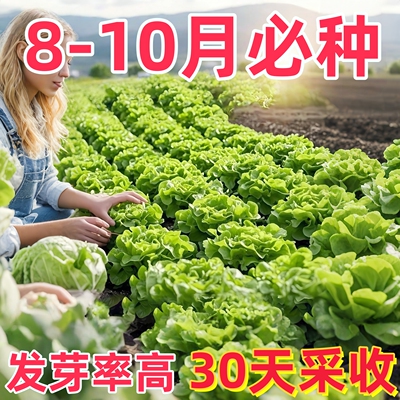 甜脆玻璃生菜种子脆嫩生吃生菜种籽阳台四季盆栽大叶速生蔬菜种孑