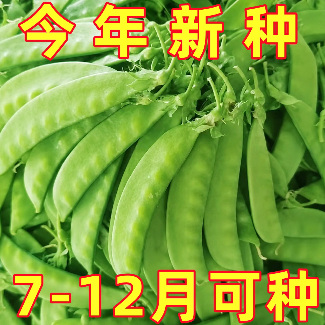 大荚荷兰豆种子菜豌豆种双夹荷兰豆种孑甜脆豌豆种籽蔬菜籽种大全