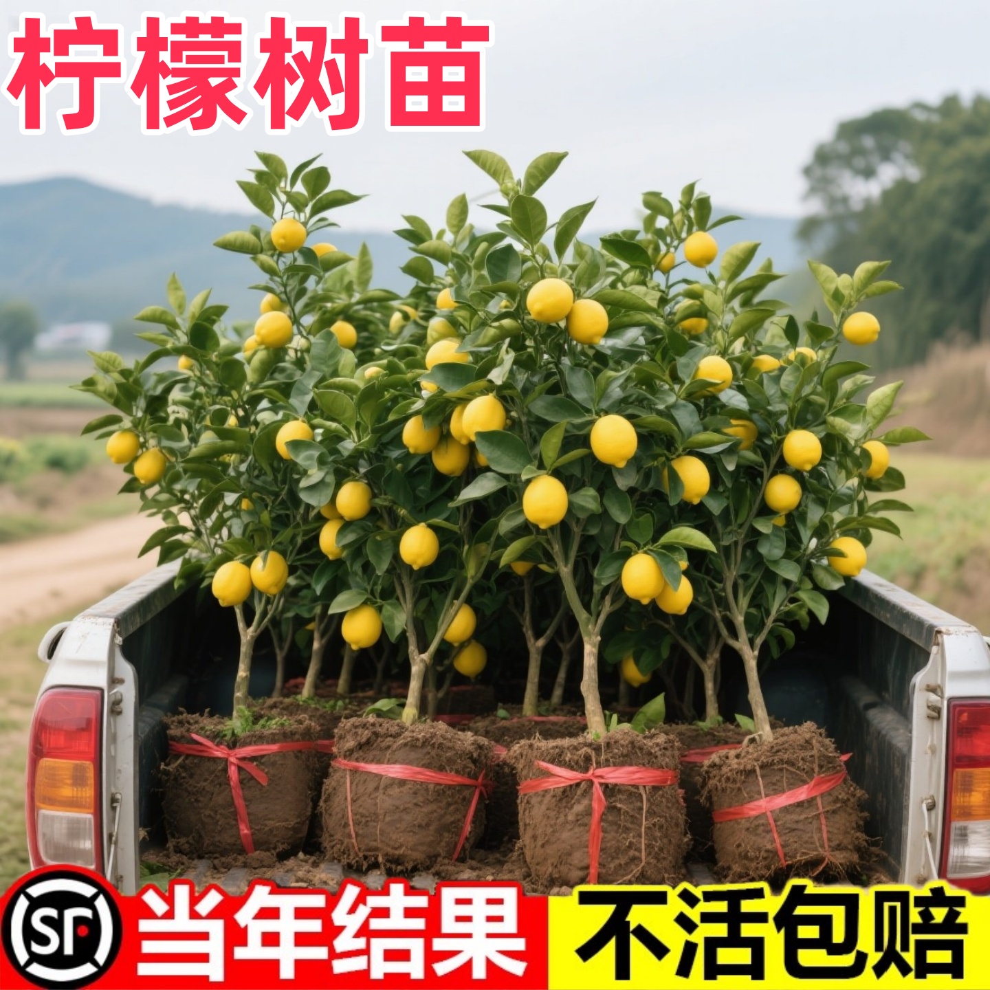 柠檬树苗带果香水柠檬苗绿植盆栽室内阳台庭院物四季结果植柠檬树
