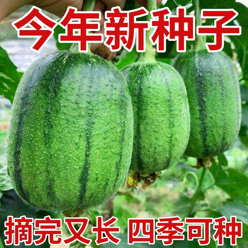 苹果丝瓜种子菜瓜种籽盆栽籽种家庭 种菜播种蔬菜菜籽四季种籽孑