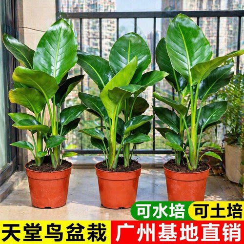 天堂鸟盆栽客厅水培植物室内好养办公室轻奢鹤望兰水培绿植花卉苗