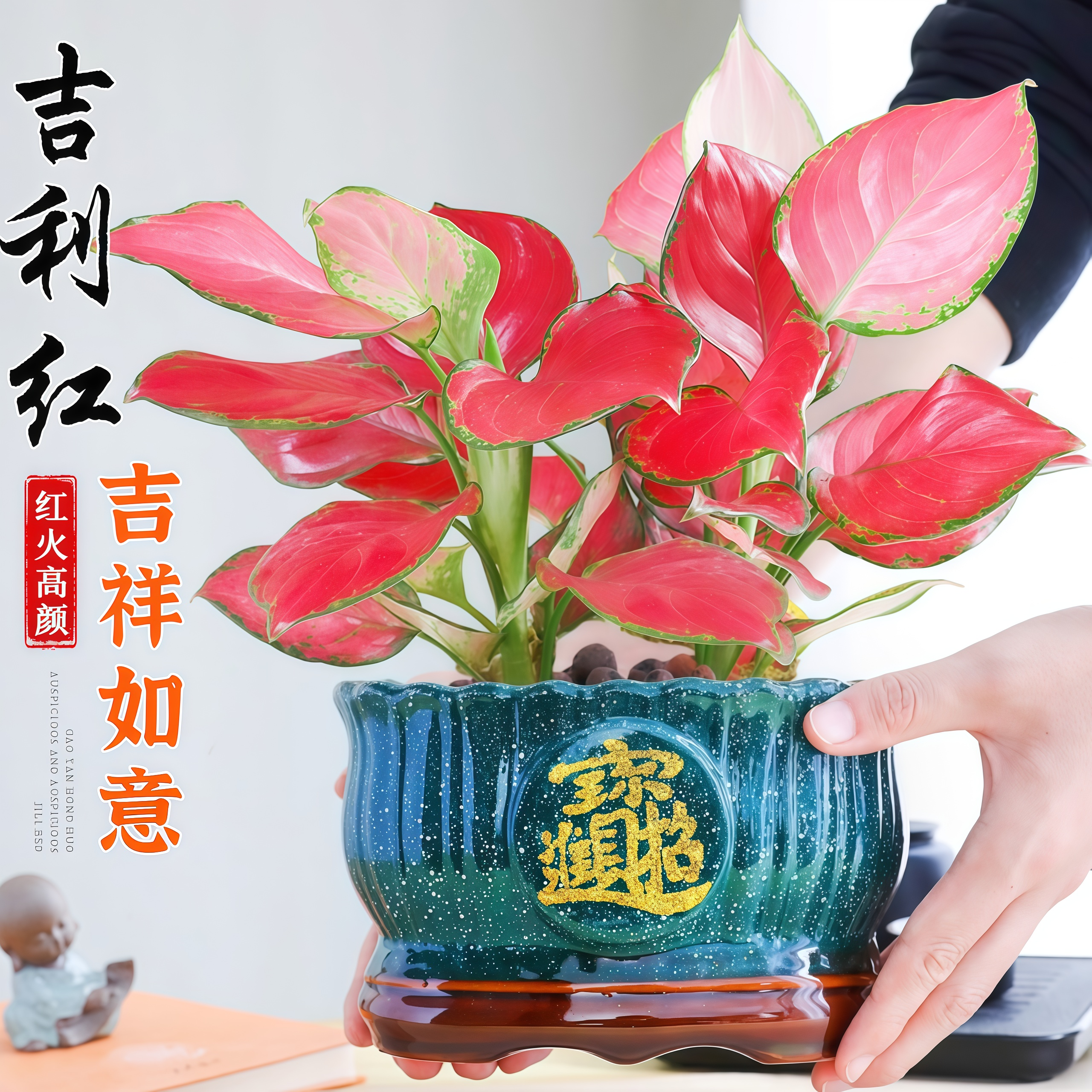 吉利红办公室内绿植净化空气桌面好养活四季寓意北欧解压招财盆栽