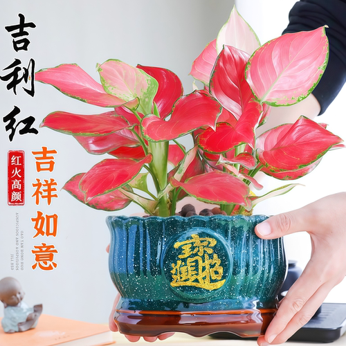 吉利红办公室内绿植净化空气桌面好养活四季寓意北欧解压招财盆栽