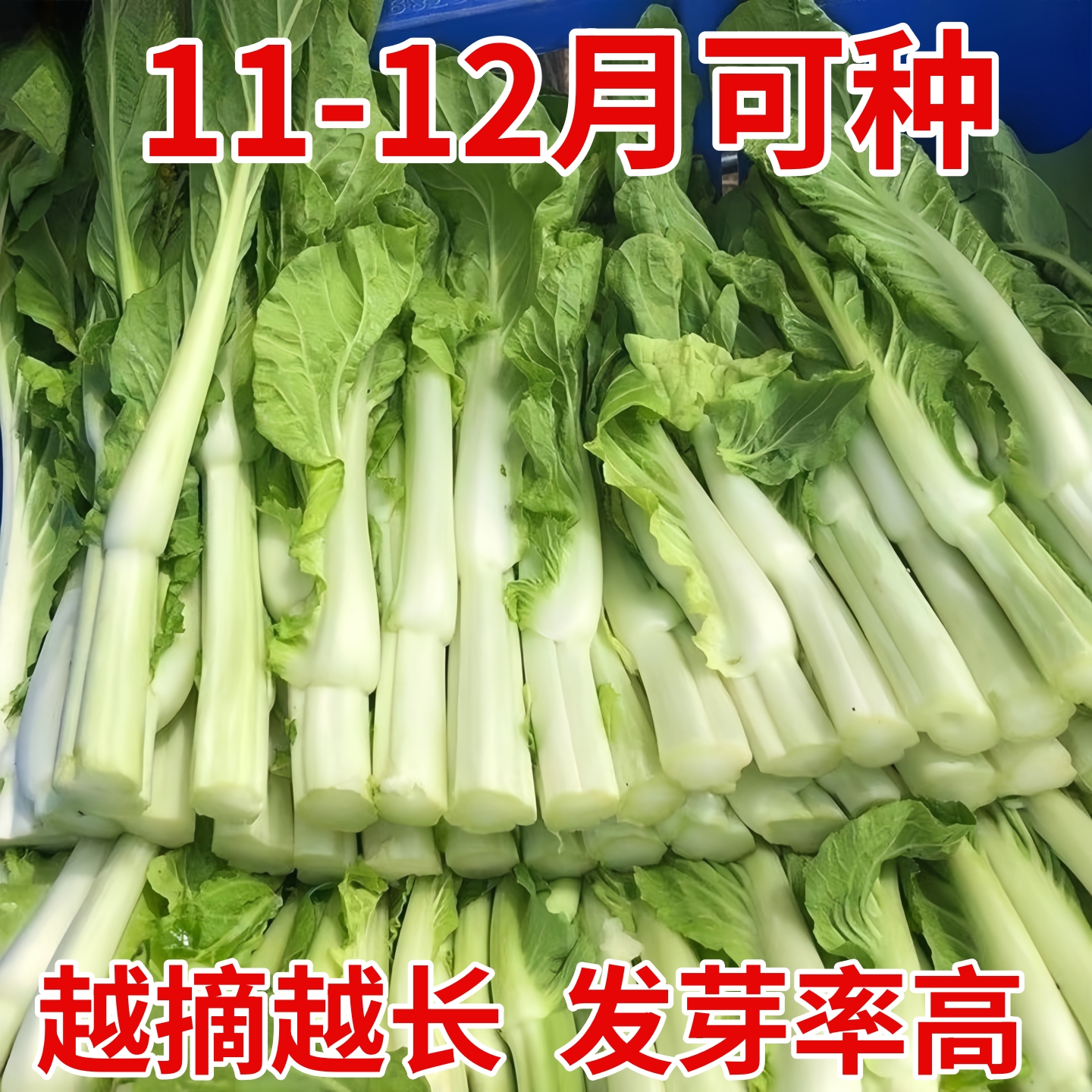 早熟白菜苔种子快苔6号种籽四季阳台耐热白菜心种孑奶油菜薹籽种