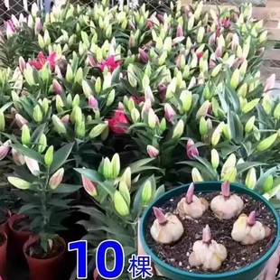 进口重瓣香水百合花种球四季好养水培黄天霸鲜花盆栽庭院花种籽