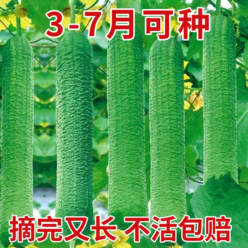 高产特大肉丝瓜种春夏秋季特长丝瓜籽农家庭院爬藤种子蔬菜菜种子