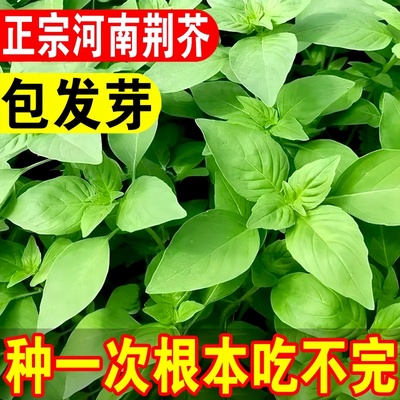 南叶菜荆芥大苗子孑种小菜带棘带根籽河籽种荆荆籽芥土菜种青盆栽