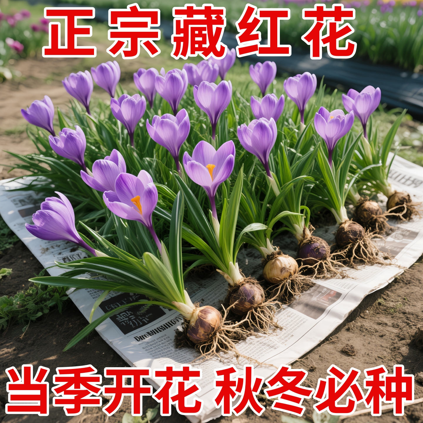 药用藏红花种球盆栽耐寒耐冻花卉番红花种球室内室外药材易养绿植