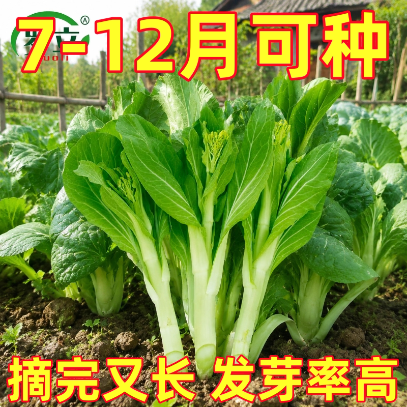 白菜苔种子种籽大全菜种苔菜四季菜心菜苔孑子菜芯籽种白莱苔种籽