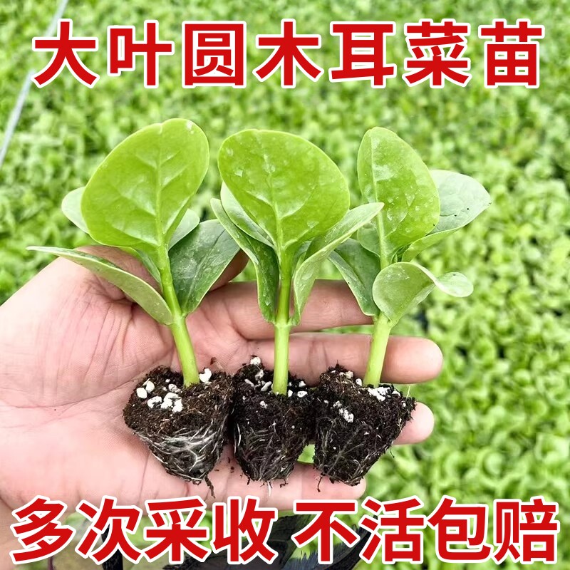 四季大叶木耳菜圆叶木耳菜猫耳菜苗爬藤高产带根土秧苗蔬菜苗广东
