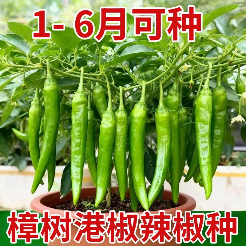 辣椒种子正宗湖南辣椒种籽子四季樟树港辣椒种孑盆栽大全牛角高产