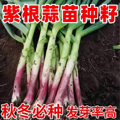 四季宽叶蒜苗种子易种阳台盆栽蔬菜耐热耐寒紫根蒜苗红根蒜苗种籽