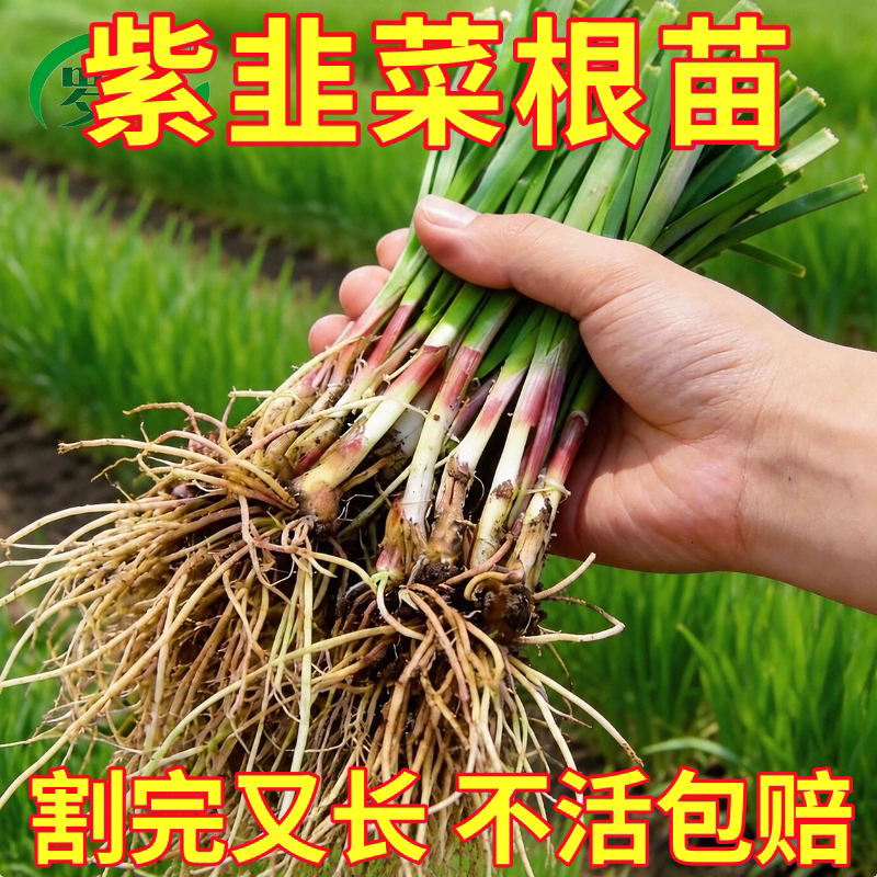 现挖头茬香紫根韭菜根苗老土品种紫红根细叶笨韭蔬菜苗阳台地栽种