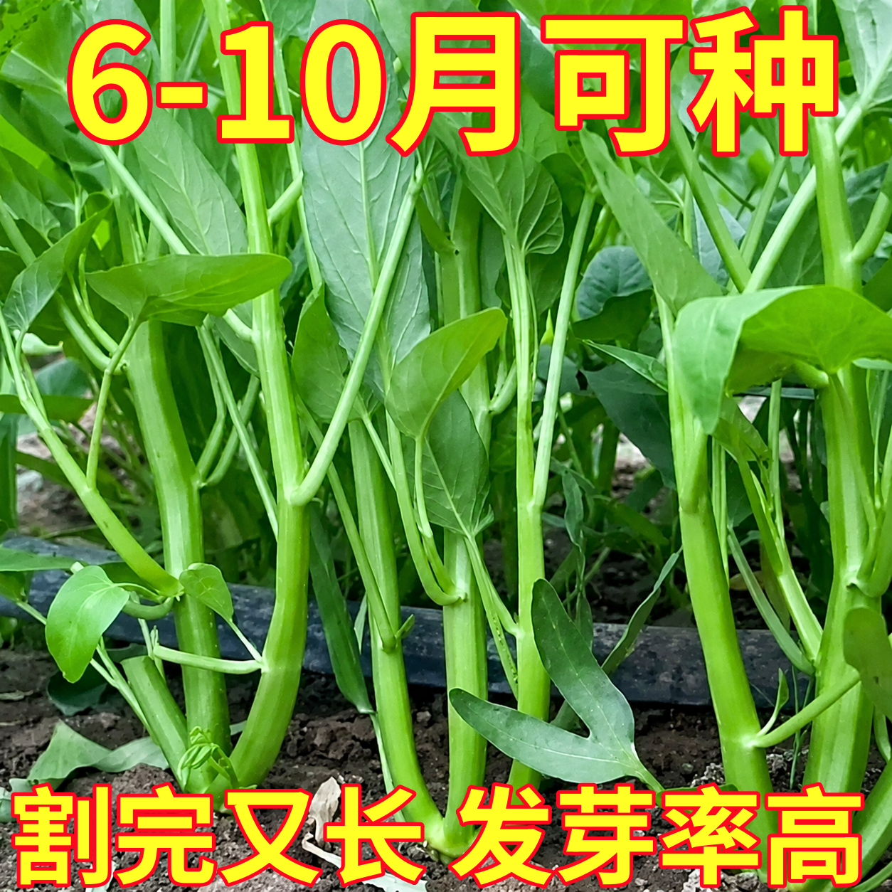 高产三叉菜空心菜种子种籽苗四季菜苗带根种植菜种蔬菜菜籽子孑水