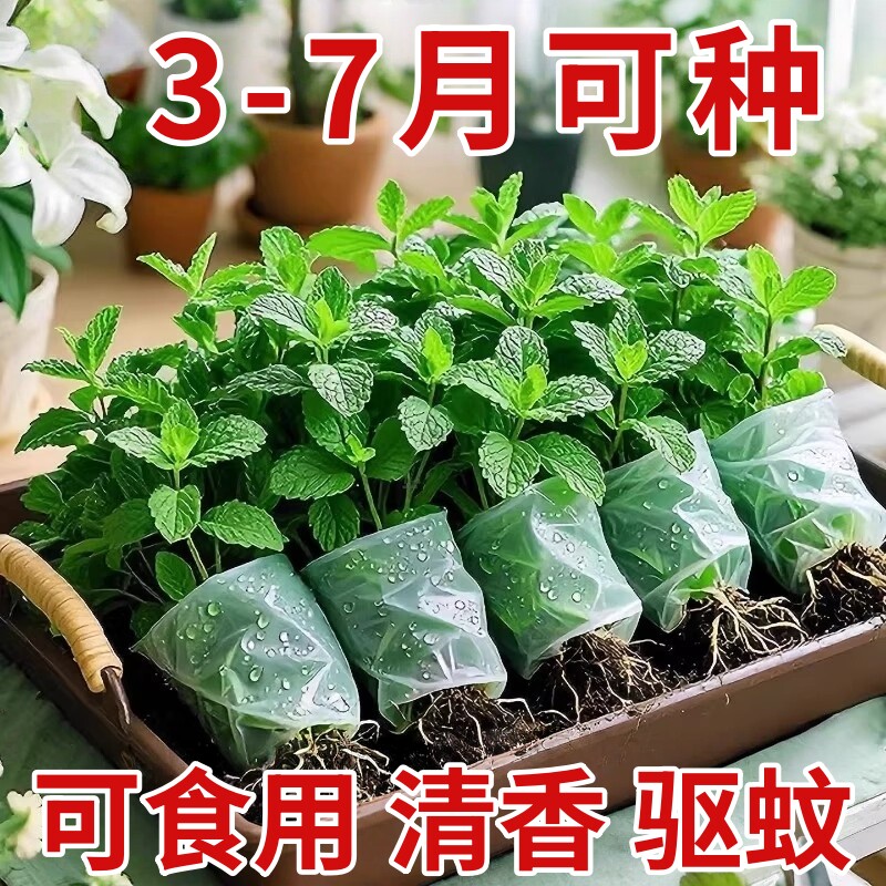 薄荷秧苗可食用室内植物盆栽水培柠檬薄荷叶迷迭香驱蚊草绿植好养