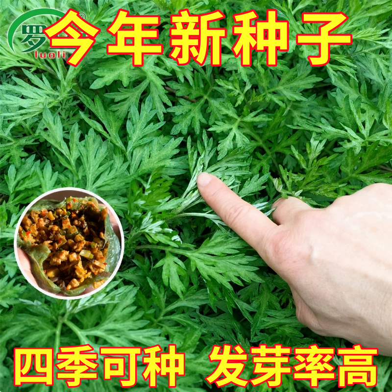 艾草种子食用药用驱蚊草艾叶种籽野生大小叶艾蒿青蒿种植四季驱蚊