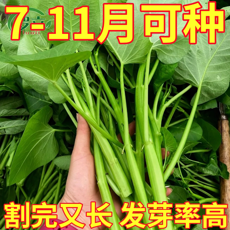三叉空心菜苗带根种子高产四季菜苗大全通菜柳叶蔬菜种子青菜秧苗