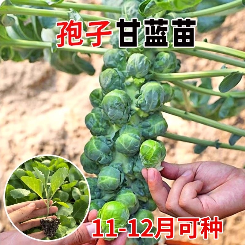 孢子甘蓝苗秧苗牛心羽衣抱子紫甘蓝种子包菜苗卷心菜苗耐热带土