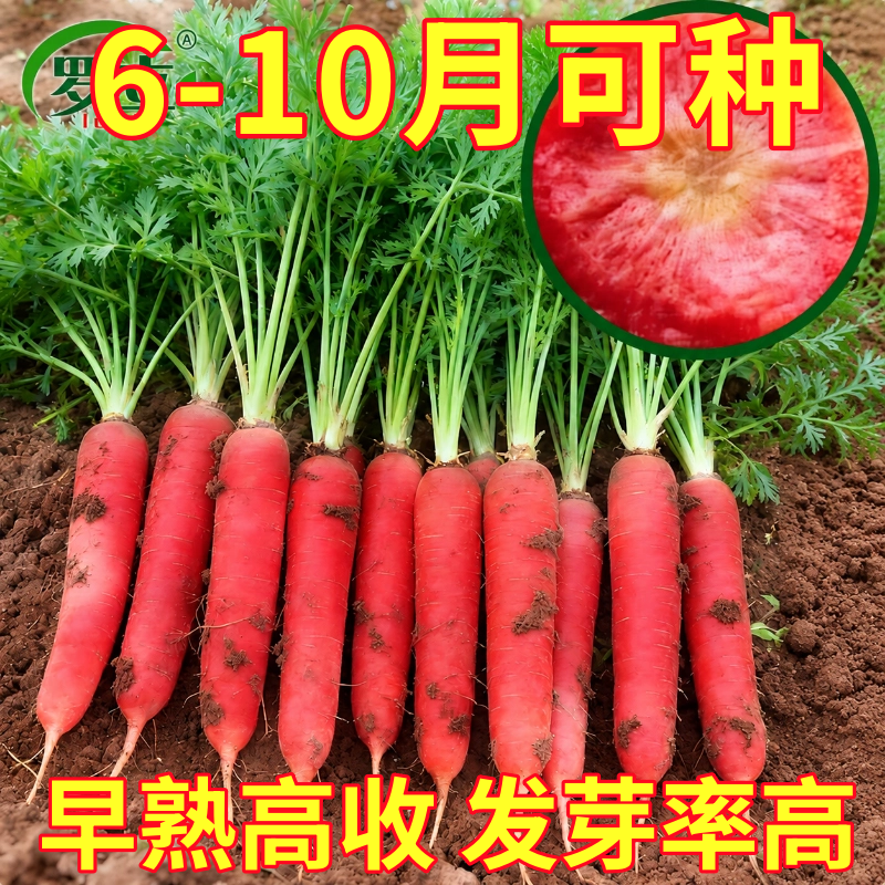 九寸参胡萝卜种子耐热红胡萝卜籽红萝卜四季庭院盆栽蔬菜种子大全