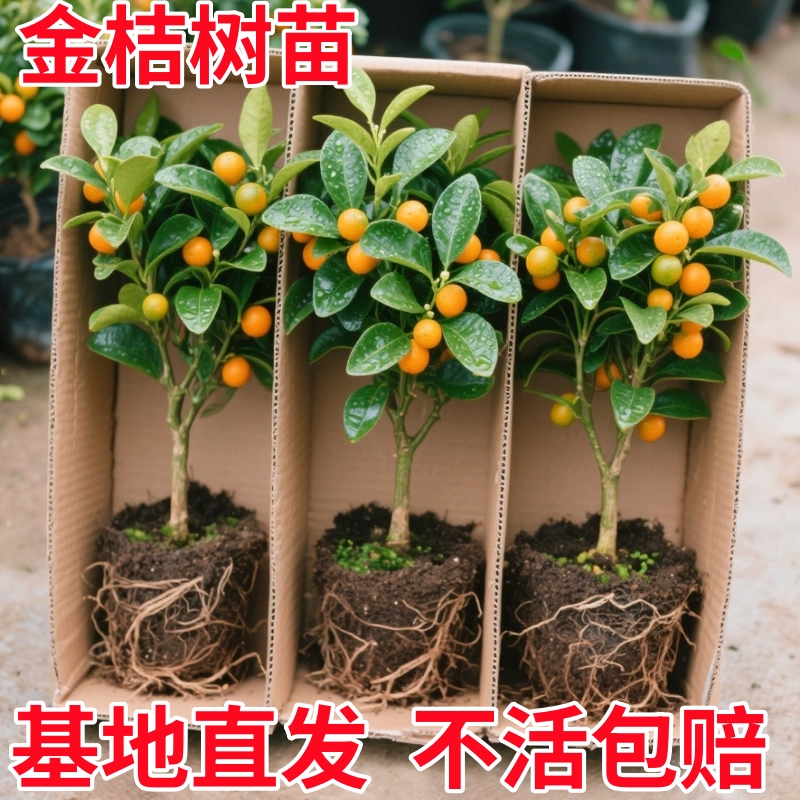 金桔树盆栽可食用室内四季脆皮橘子树苗客厅植物花卉绿植盆景好养
