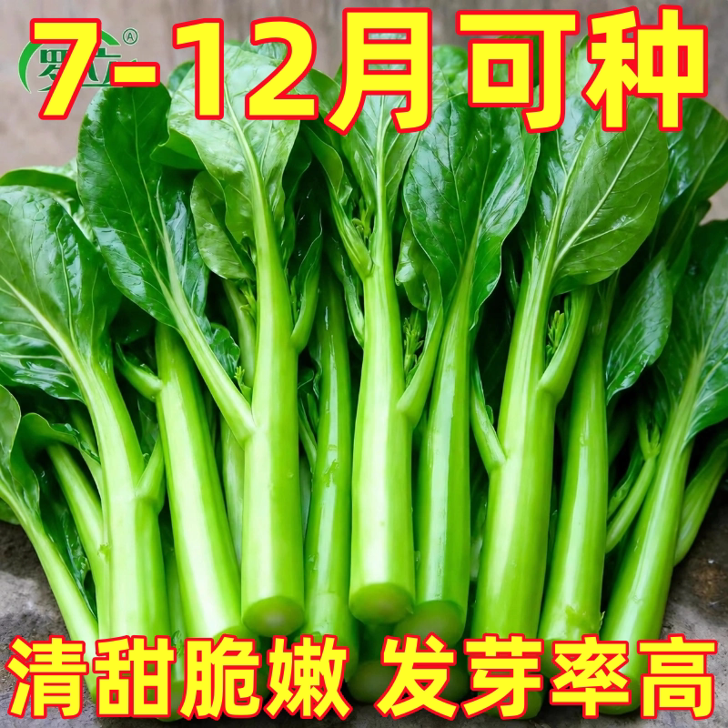 四季甜菜心种子抗热耐湿25天青菜春秋四季播农家四九菜心快菜种籽