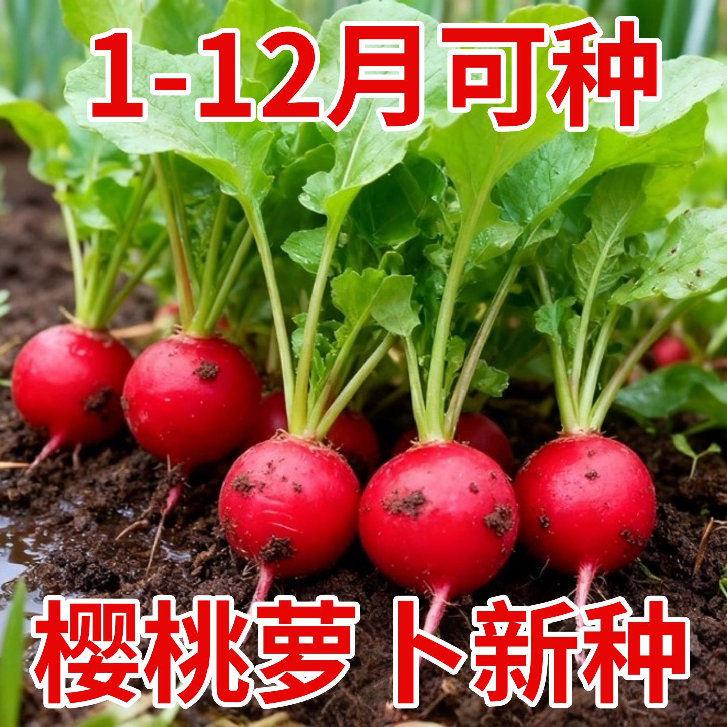 樱桃萝卜种子大全水果春秋樱桃萝卜菜籽四季种孑阳台盆栽蔬菜种籽