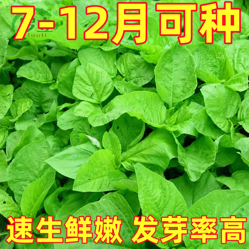 四季圆叶白苋菜种子耐热多茬绿苋菜种籽农家菜园易种植汉菜旱菜籽