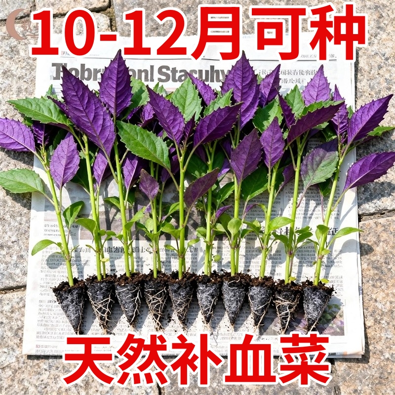 紫背菜苗带根紫背天葵四季种子白血皮菜蔬菜观音菜苗新鲜包邮