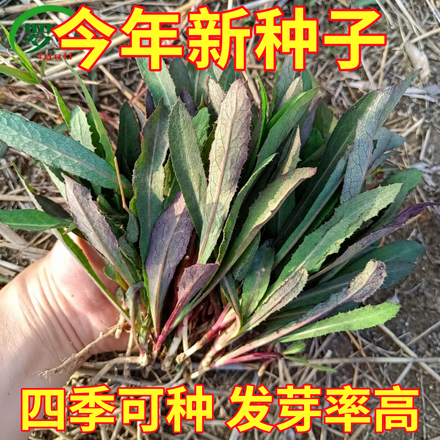 曲麻菜种子苦菜种籽农家四季盆栽苦麦菜野菜籽春秋蔬菜籽种大全