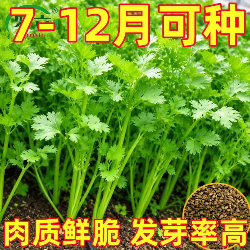 四季小香芹种子脆嫩清香芹菜种籽春季秋季旱芹籽庭院蔬菜种子大全