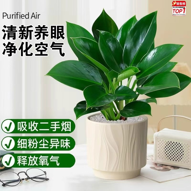 大盆金钻绿公主盆栽绿萝室内植物花卉水培绿植客厅办公桌面好养