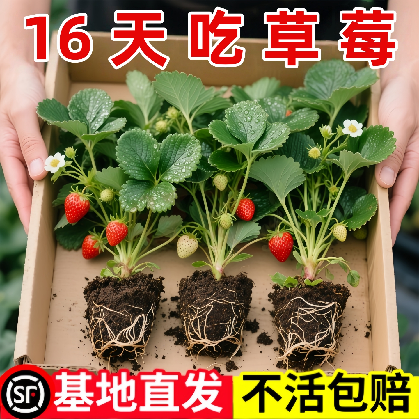 四季奶油草莓苗带土穴盘苗当年结果新鲜草莓秧苗阳台种植结果大苗