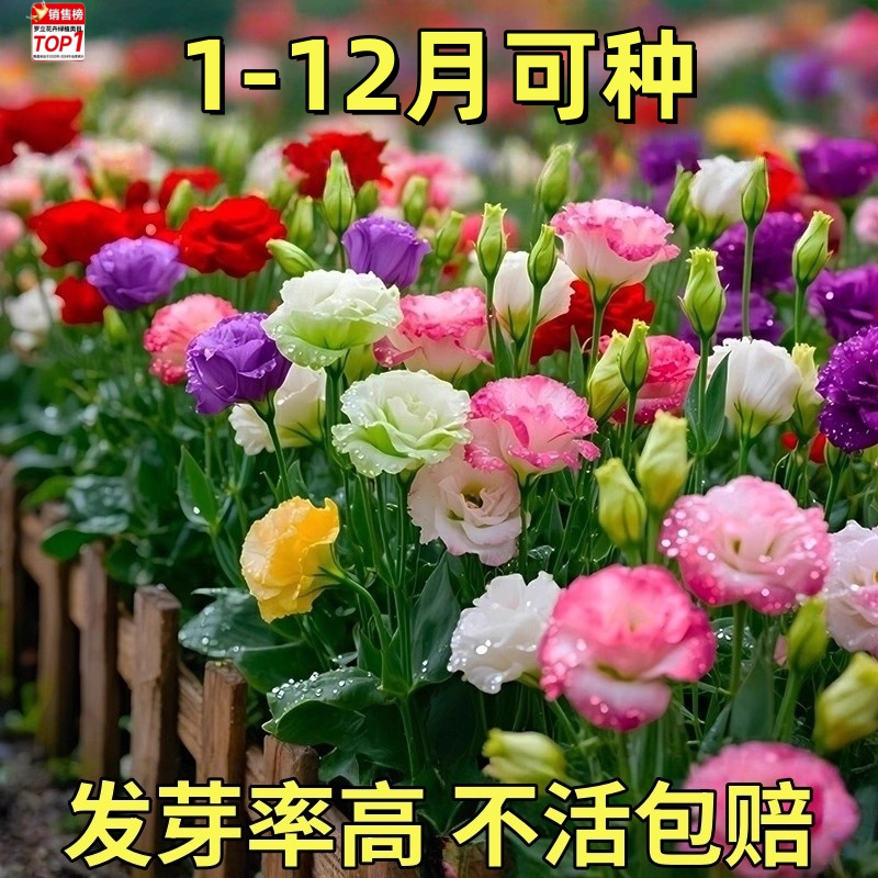 进口重瓣洋桔梗花种籽混色易活花卉种籽子四季播种开花室内外花籽