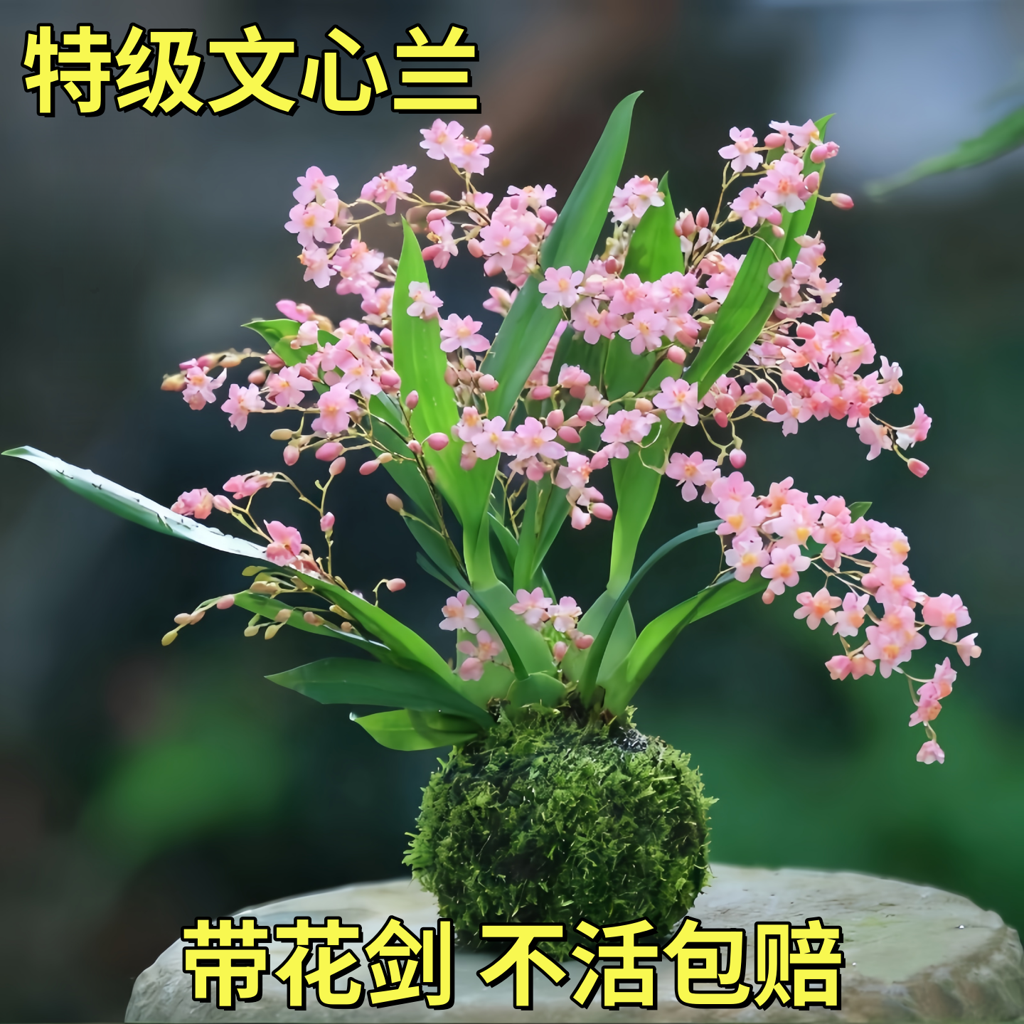 文心兰梦香兰小兰花苗好养易活的绿植花卉盆栽客厅花卉植物室内花