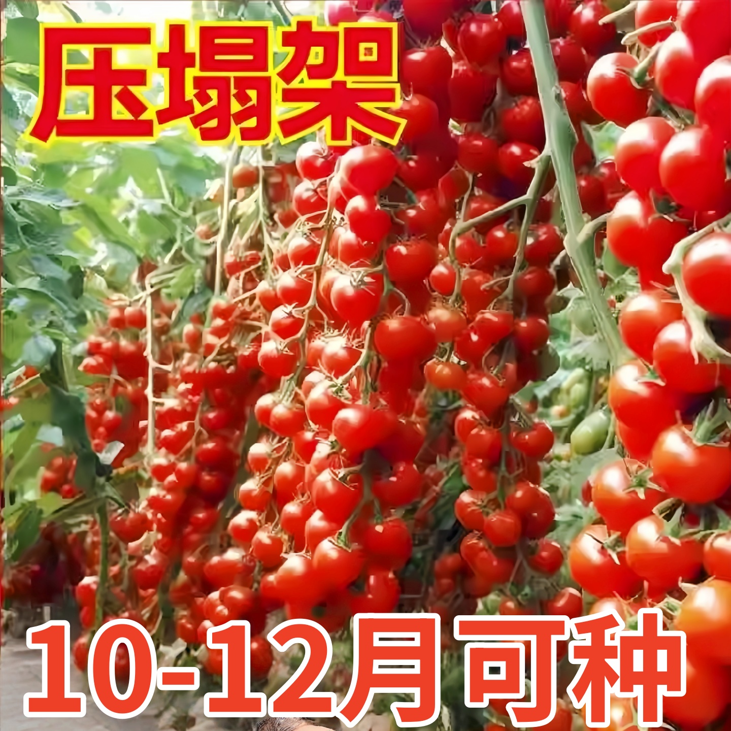 爆甜塌压架珍珠瀑布番茄苗秧千禧粉贝贝樱桃小柿子串收高产带土球