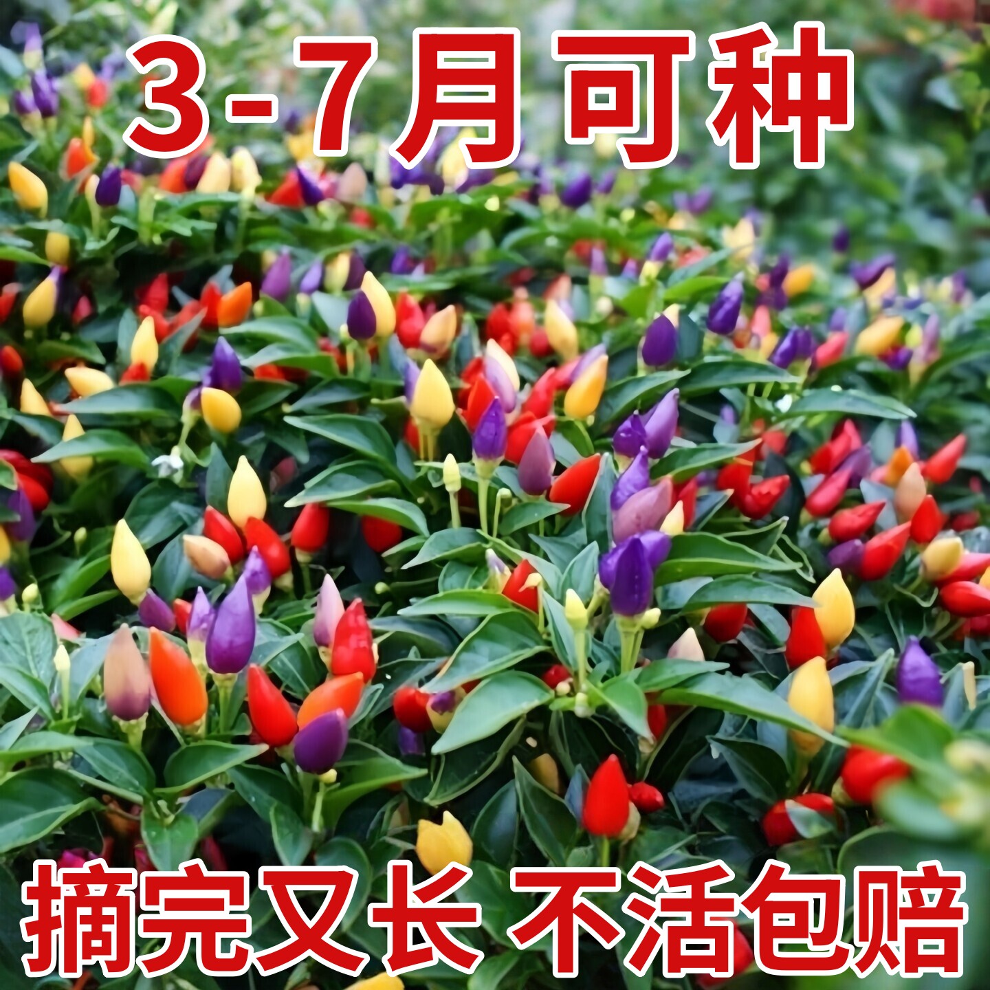 小尖椒种子辣椒种籽朝天椒观赏广西彩椒辣苗秧盆栽彩椒籽种孑