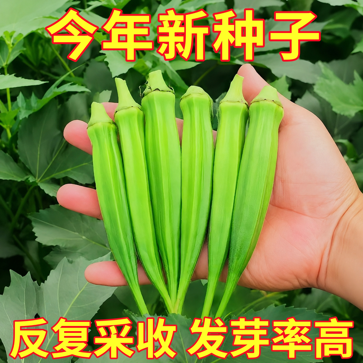 超嫩水果秋葵种子秧苗红秋葵种子四季盆栽蔬菜耐寒营养丰富蔬菜苗