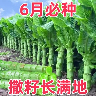 秋萵筍種子菜種窩筍萵苣種籽苗秧秧苗耐青筍四季 蔬菜孑子香大寒全