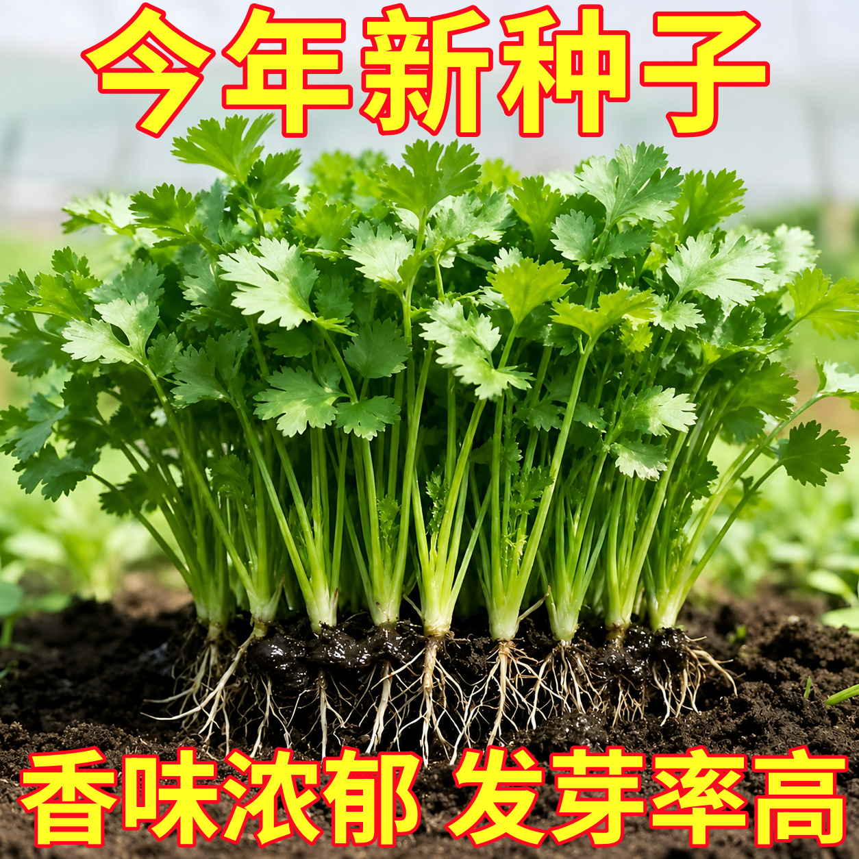四季老香菜籽种耐热小叶香菜种籽老品种大叶香菜种子芫荽种籽孑苗