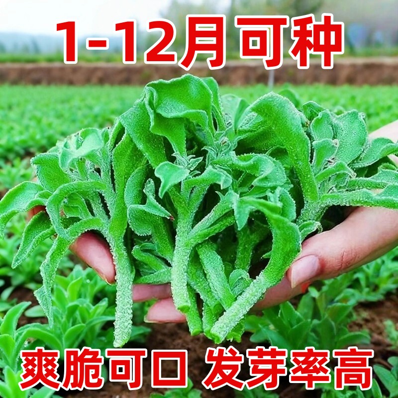 非洲冰草水晶冰菜种子种籽苗秧蔬菜南方种四季菜苗籽种秧苗孑菜籽