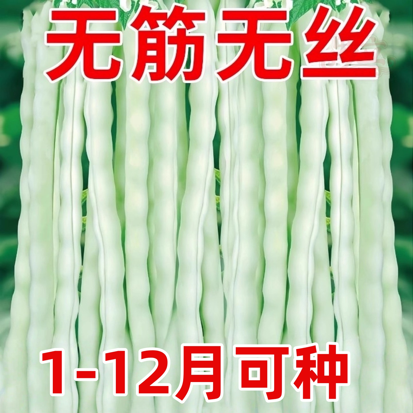 白不老芸豆种子早熟四季豆白芸豆高产九粒白豆角架豆四季蔬菜种子