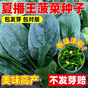 秋蔬菜波菜种子 易种植高产超耐热春夏播大叶菠菜种子种夏季 四季 季